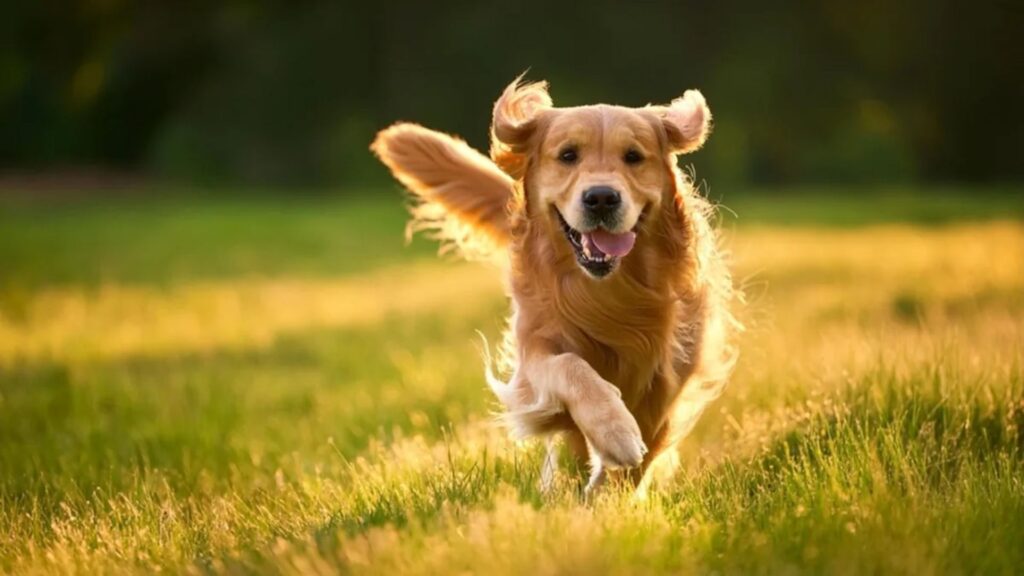 Dog Jokes and One-Liners