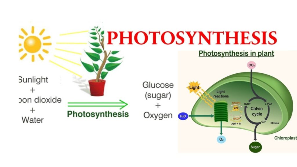 Educational Photosynthesis Jokes That Make Learning Fun