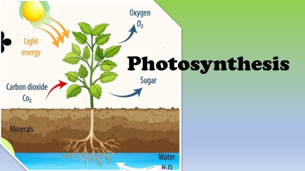 Trending Photosynthesis Puns People Are Searching For