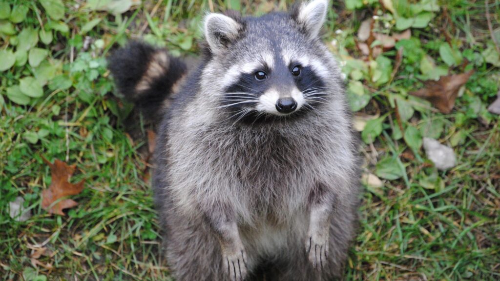 Clever Raccoon Puns