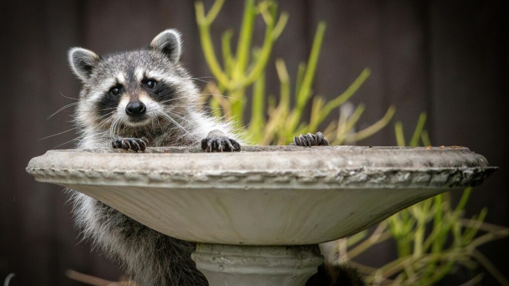 Raccoon Jokes and Puns for Adults