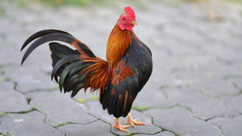 Rooster Retirement Dreams